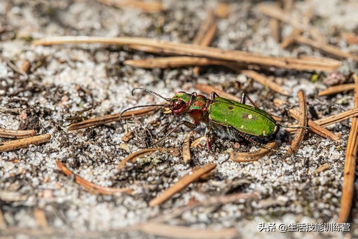 30个有趣的冷知识你可能没有听说过