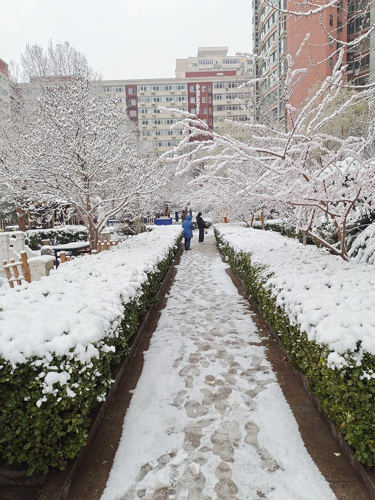 一场雪，让这里的春天真美 摄影/诗文：李武兵