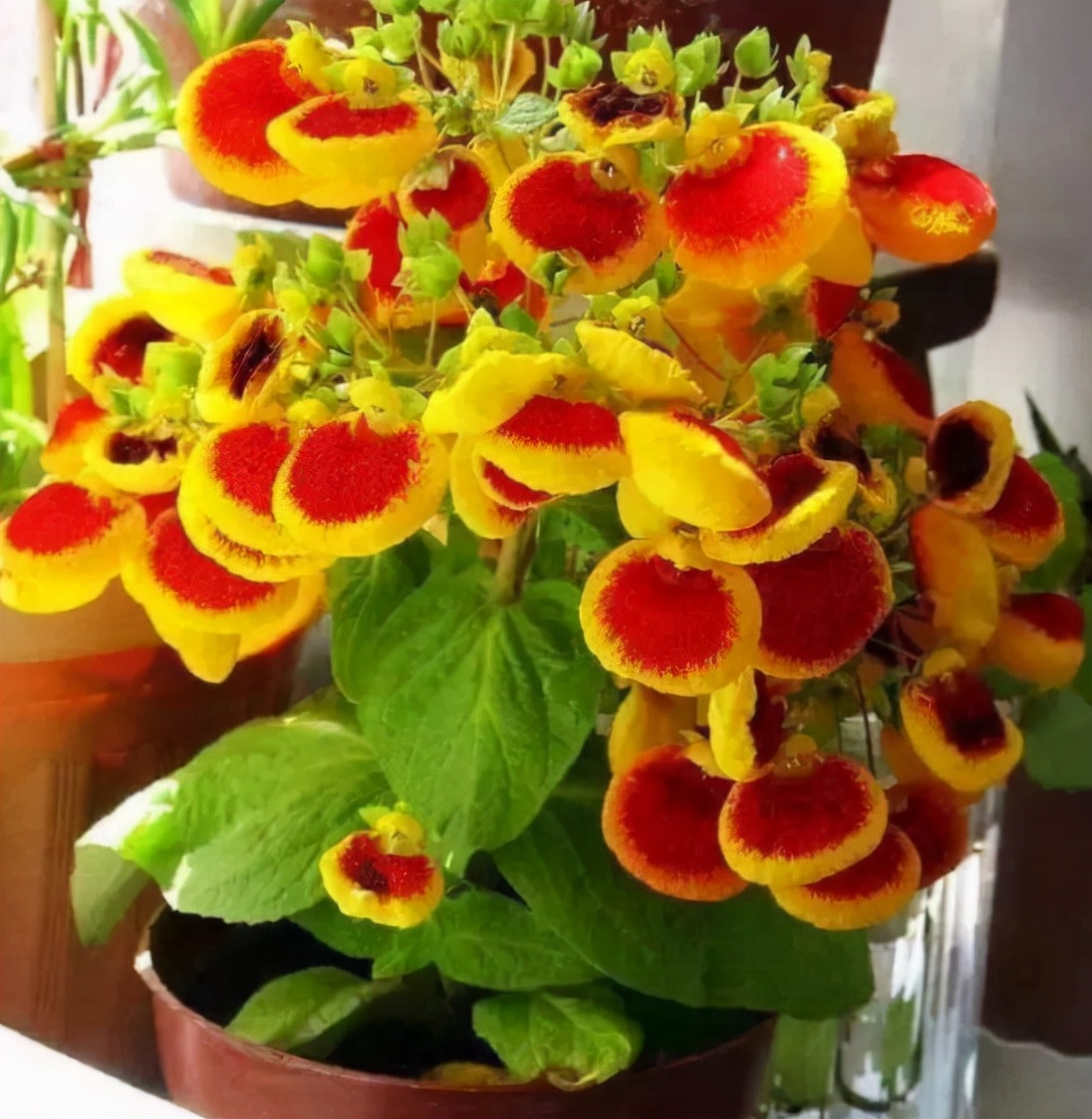 10,荷包花——财源广进,招财纳福