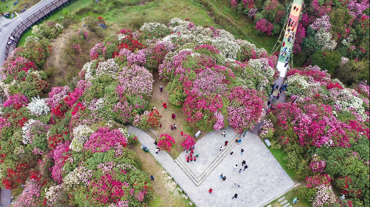 贵州大方百里杜鹃简介(最大的百里杜鹃的景区介绍)