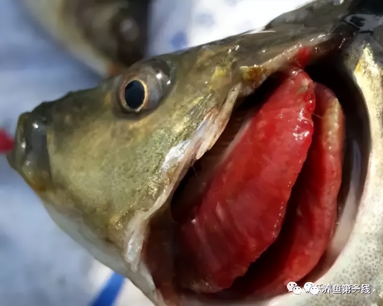 鲤鱼浮肿病与鲤急性烂鳃病:鱼有浮肿,烂鳃,凹眼和昏睡等症状,目前并无