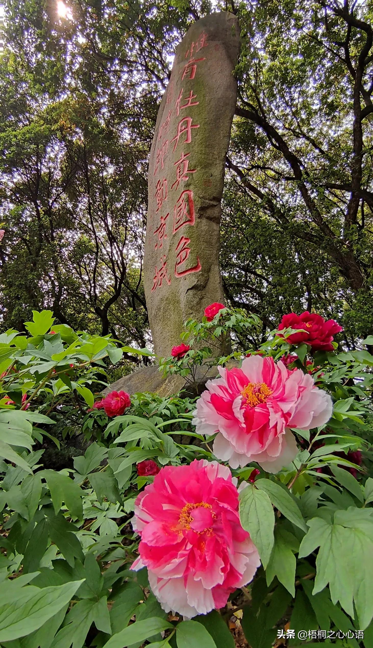 去年樱开时，那些漫妙记忆，此生许没再见时，存此让友情天长地久