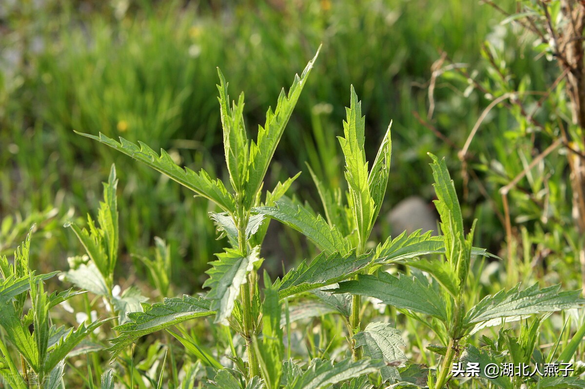 野菜的种类和做法（带你见识不同的野菜和吃法） 71