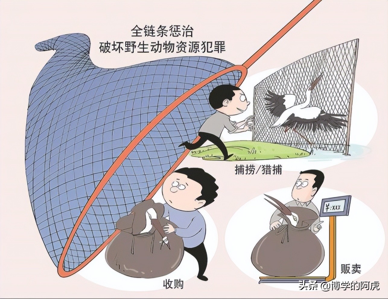 野鸡在农村那么多,为什么不能捕杀?