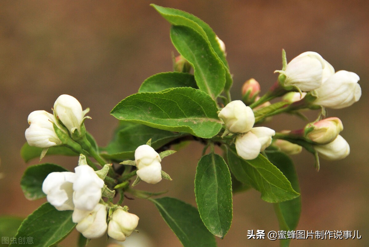 静享这春暖花开，百花争艳的美好时光