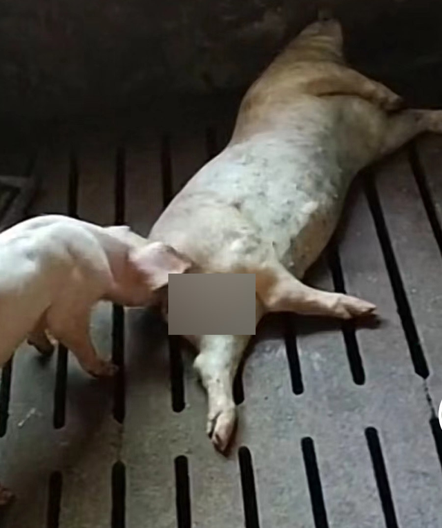 上市猪企回应“猪吃猪”惨剧