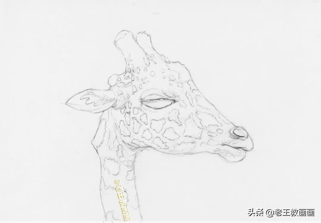 动物怎么画才生动？教你画一只长颈鹿