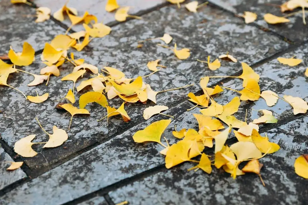 广西师范大学社会工作硕士解读来了！来看看往年报录情况吧