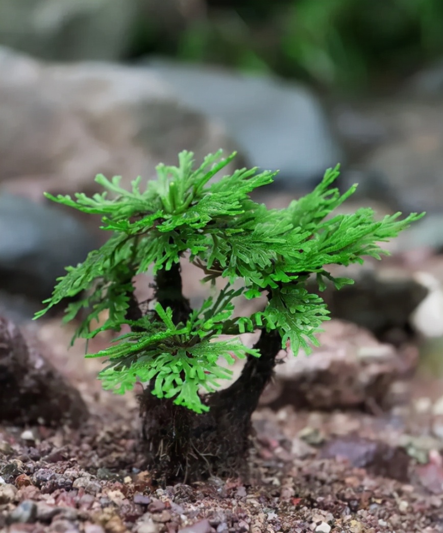 客厅有树，十有九富！这些植物养在家里，霸气“镇宅”，寓意吉祥