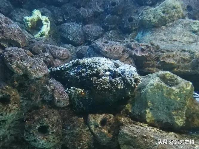 世界十大毒物(地表八大剧毒生物，残酷程度颠覆想象，谁才是你心中的“毒王”)