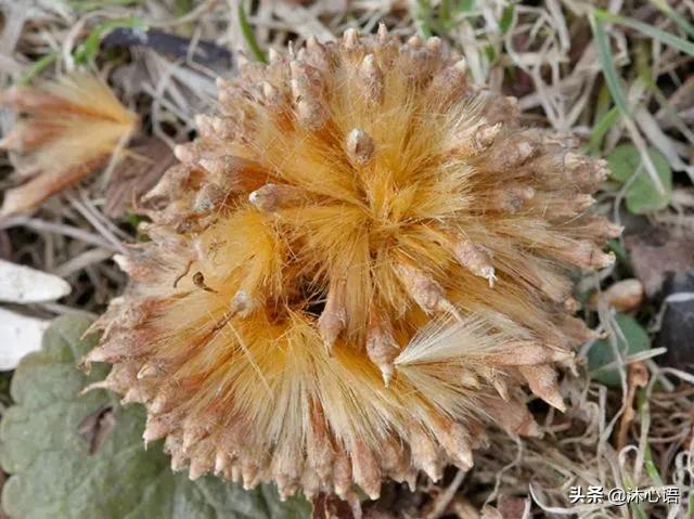 那年杏花春雨，石楠花开，梧桐飞絮……