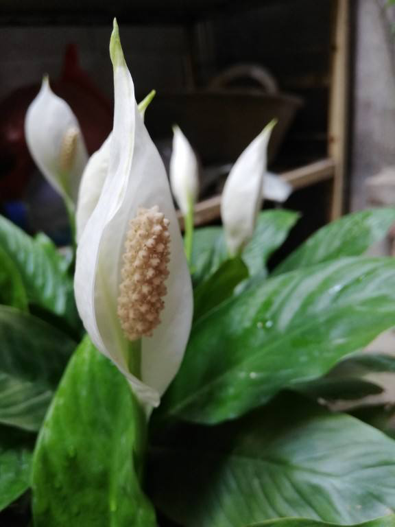 花的種植,花的種植方法和過程