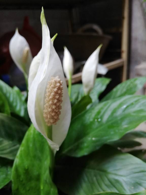 花的种植,花的种植方法和过程