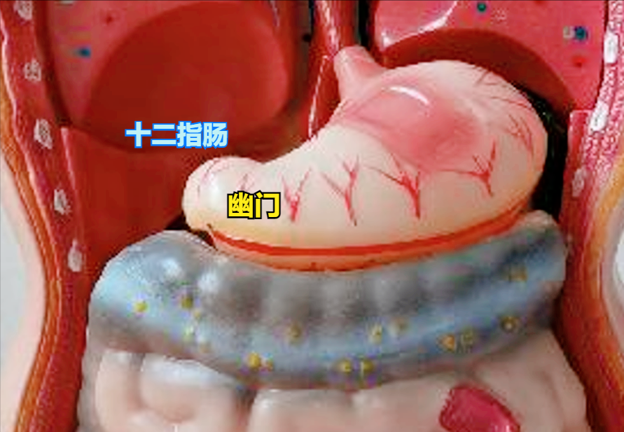包括胃的常见疾病
