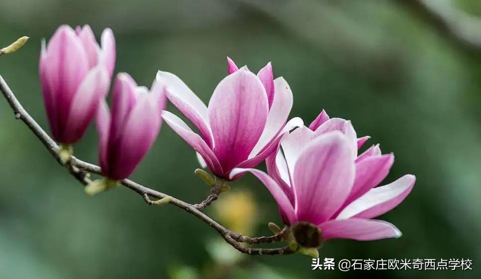 石家庄学西点烘焙去哪里？贵不贵？学费多少？