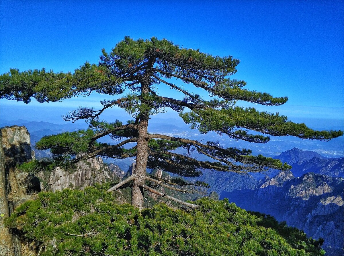 为什么说“黄山归来不看岳”？黄山“四绝”是什么？