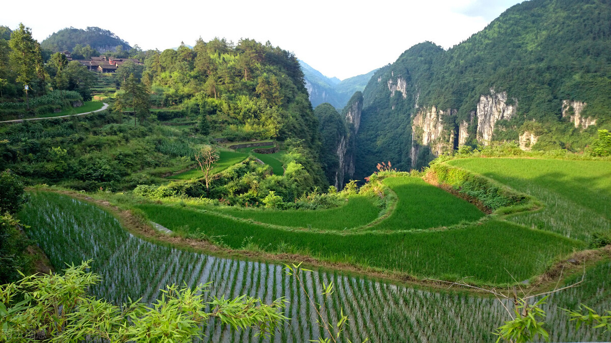 清明又見墳頭草 (作者:王惠清)