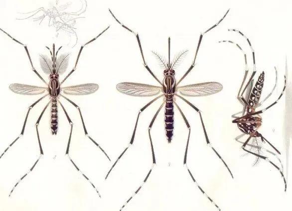 蚊子吸血示意图图片