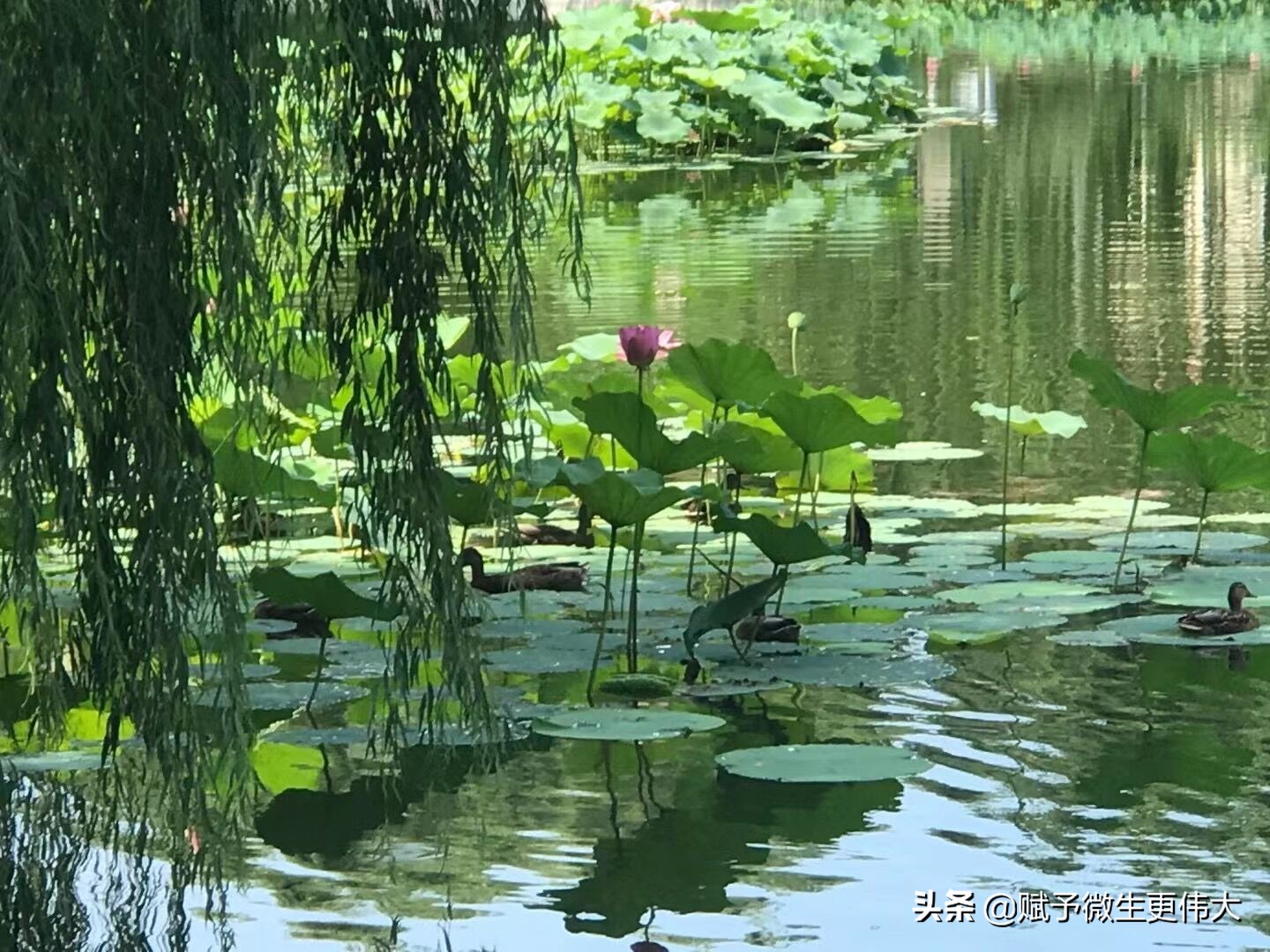 兀自度——漫说竹园避火