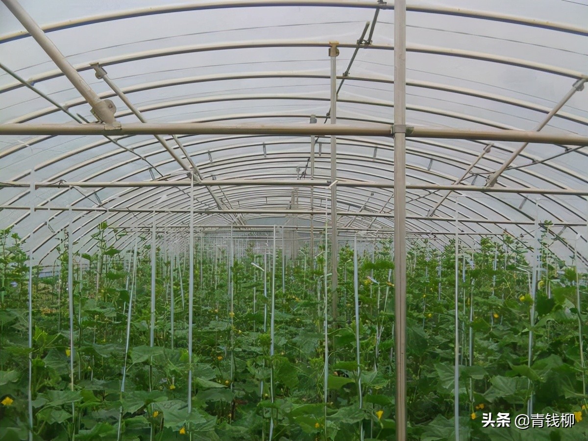 無籽西瓜的技術,實現(xiàn)無籽西瓜的技術