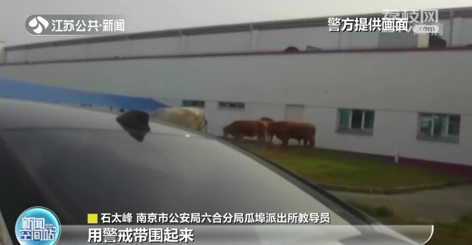 南京：六头牛集体&ldquo;出游&rdquo;惹下祸端损失主人担