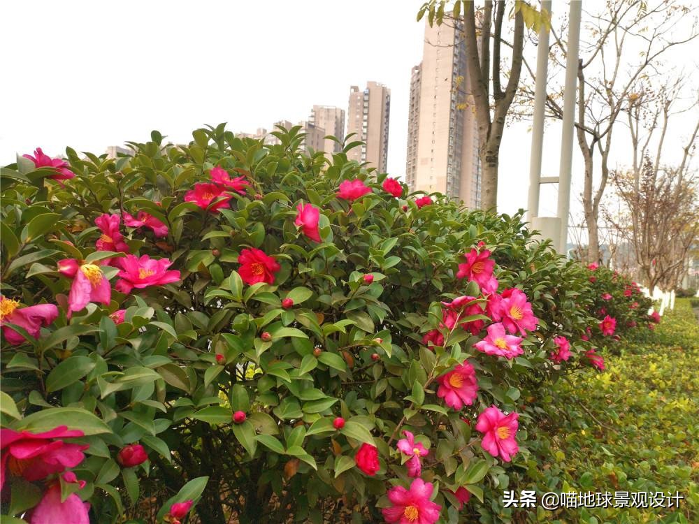 私家庭院景观设计：适合南京、合肥一带种植的常绿灌木