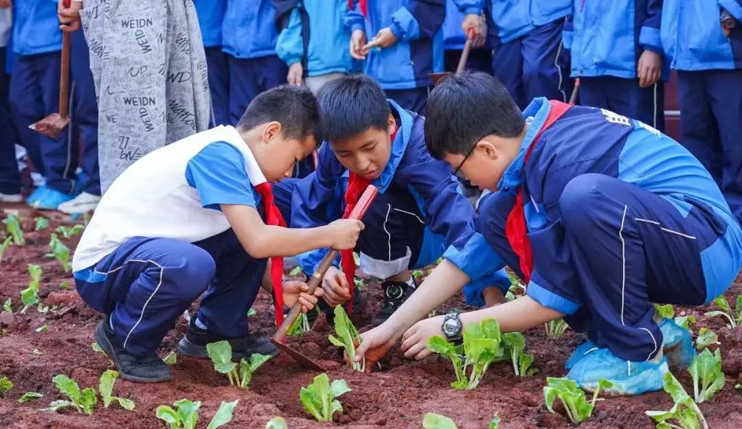 “五育并举”热搜！劳动这堂课，长水学生一直在实践