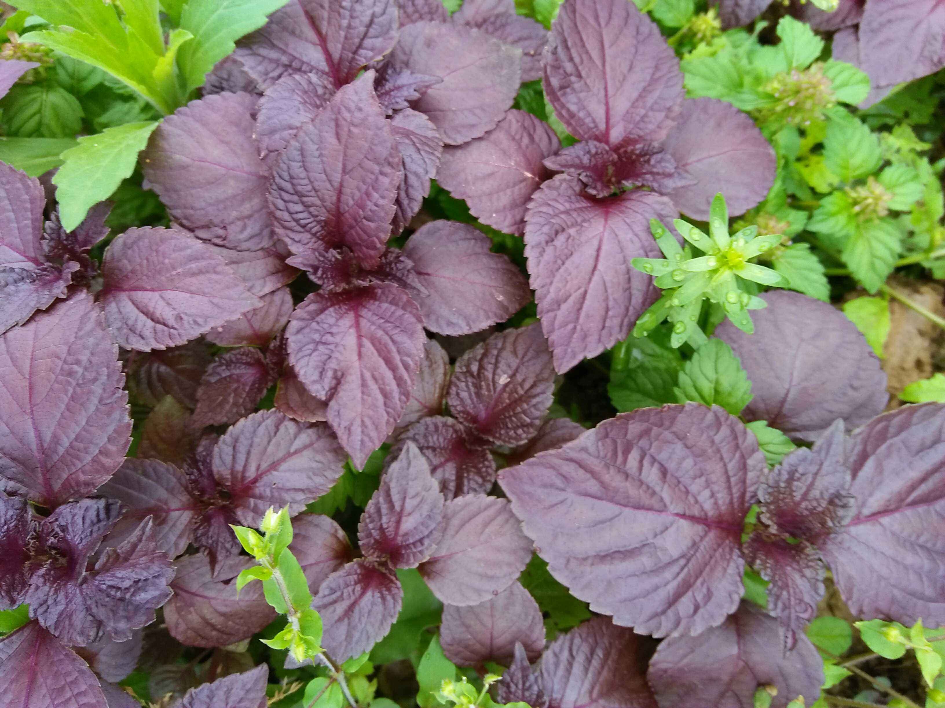 這3種藥材，是中醫上的祛濕良方，家中常備，或可&ldquo;清涼一夏&rdquo;