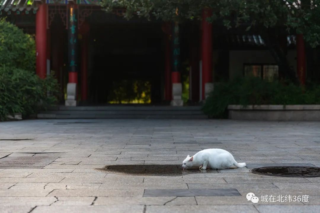 入伏了，与济南来一场泉水之约