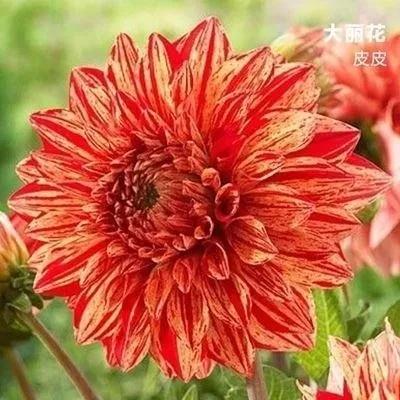 花朵美图｜温柔甜美的初吻、大丽花、耧斗菜花朵合集160张