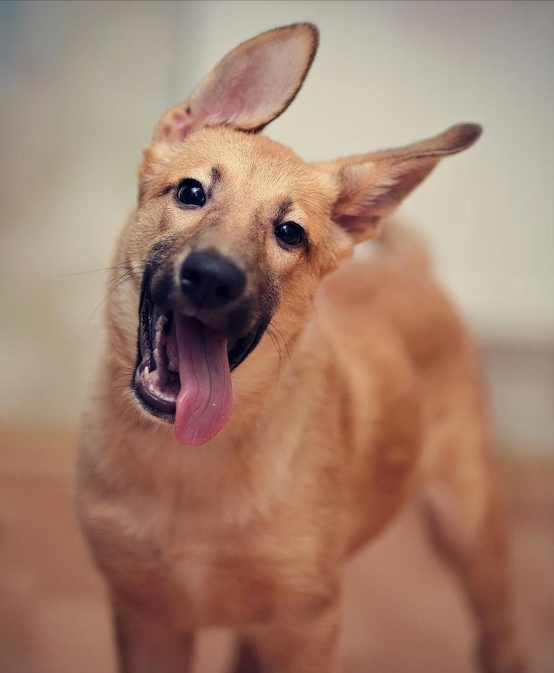 不仅能驱赶蚊虫,遮蔽屁屁,还能够通过摇尾巴的方式将狗狗目前的情绪