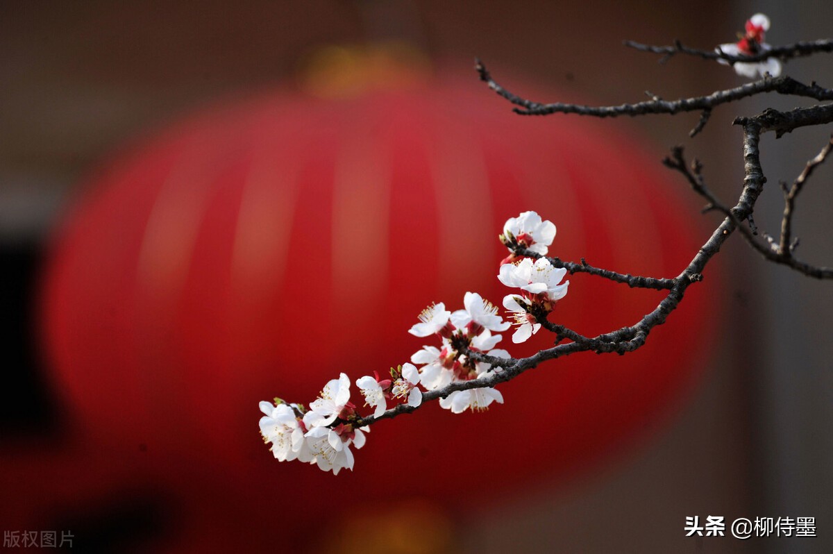 摄影新手学点“高级”的，把普通花朵拍摄出诗意美，照片更有意境