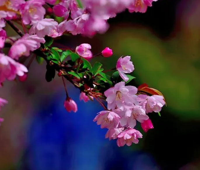 13描写海棠花的优美句子(海棠花唯美诗词) _力贝号