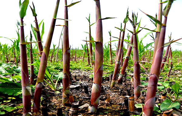 120种野菜介绍，图名并茂，快来认识一下！涨知识不吃亏