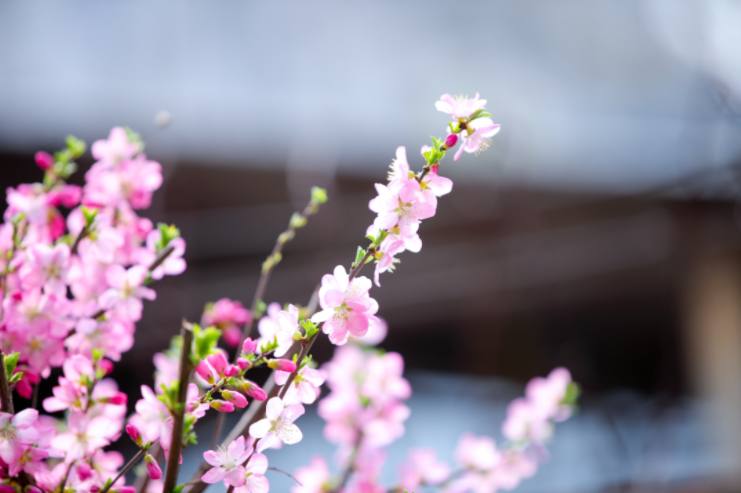 高清大图预警！北京高校“绝美”春景放送，随手一拍就是壁纸！