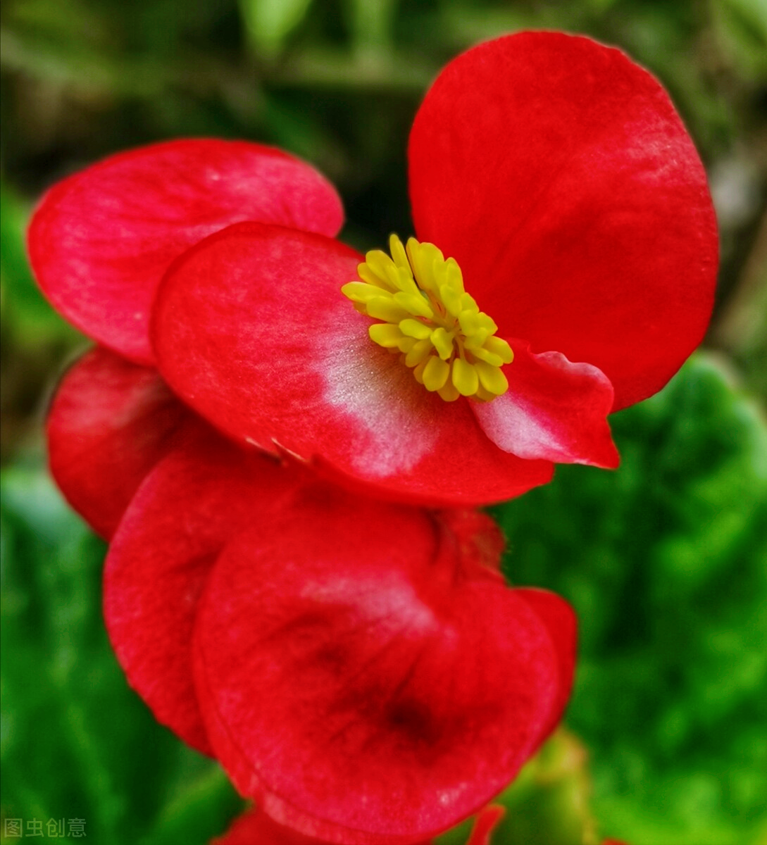 一花一世界，一路红花相伴，一生最美的相逢，一世最深的相思