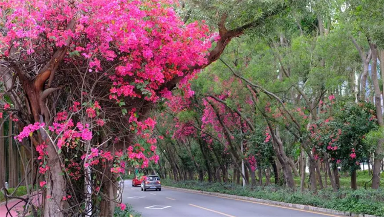 深圳市的市花（知识科普关于广东深圳的市花）