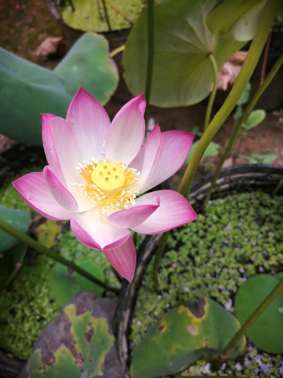 正宗碗莲种子怎么种（种子泡水里7天就能长出小嫩芽）