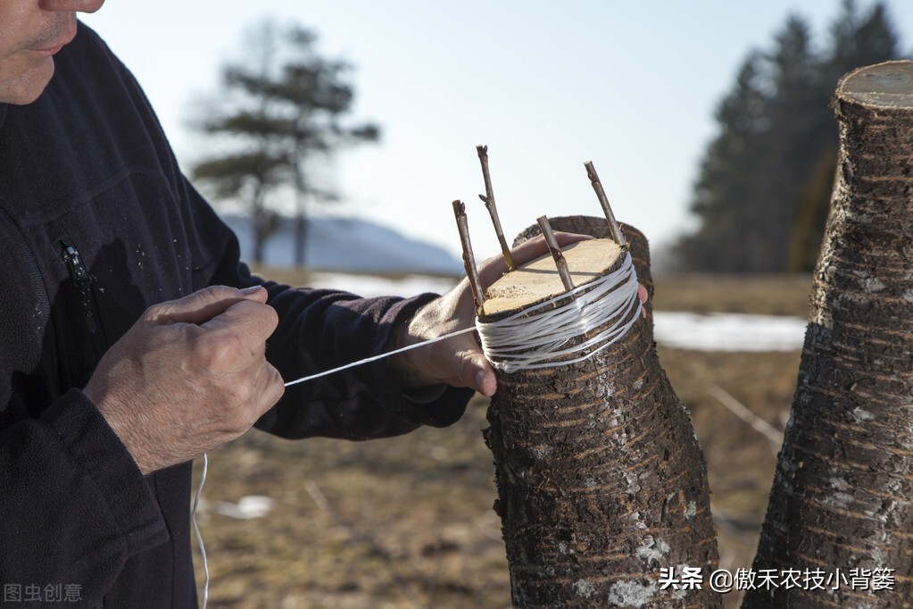 嫁接树的最佳时间是几月份（果树最细嫁接方法分享教学）