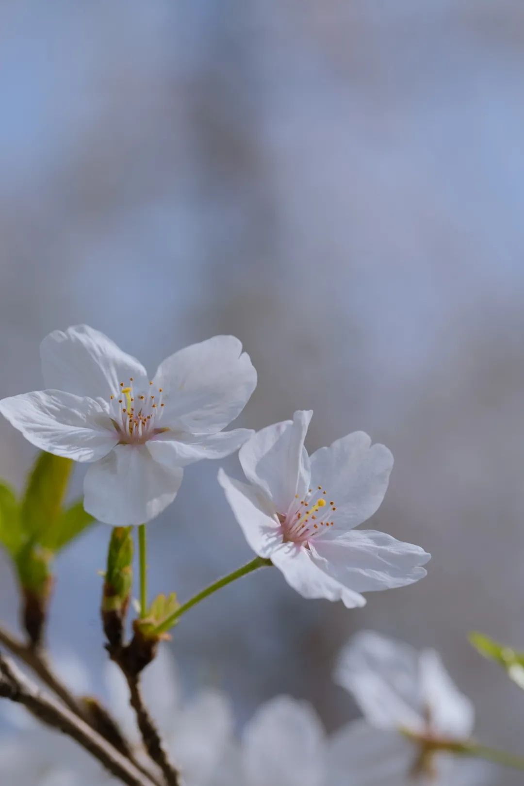 浙大樱雨，许你浪漫春光！每一张都可以做壁纸