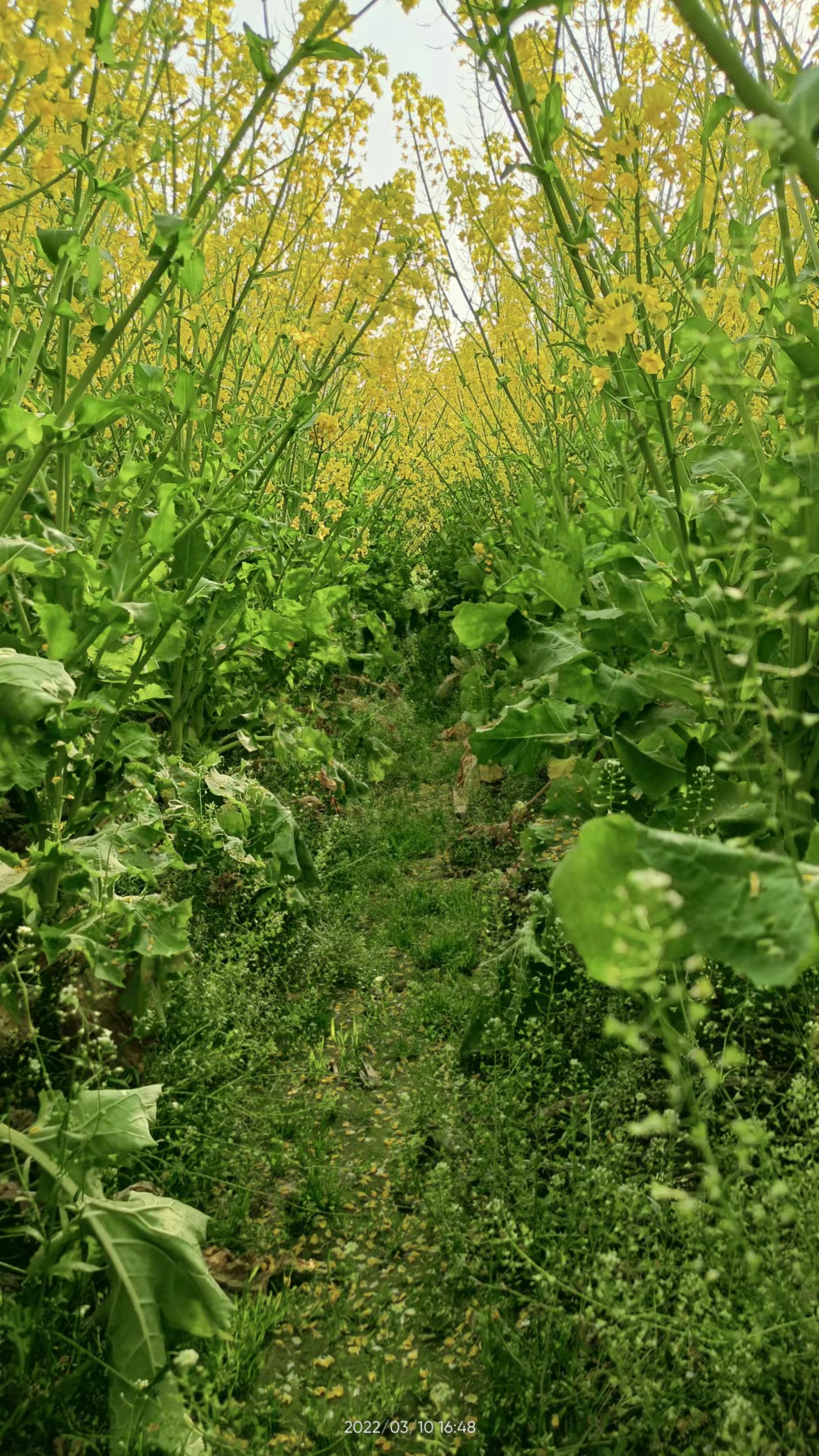 卖蜂蜜：学蜜蜂精神，看众人百态，悟营销心得