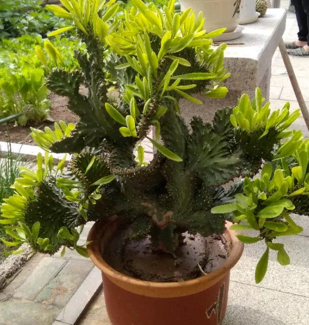 麒麟掌怎么养(教你在家养1盆大型的麒麟掌)