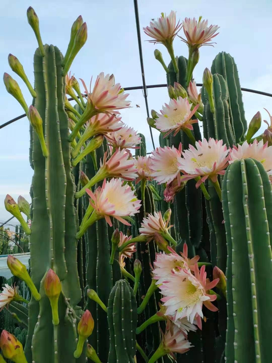 8种漂亮花，有霸气价值高，最适合当“镇宅花”，关键能养人