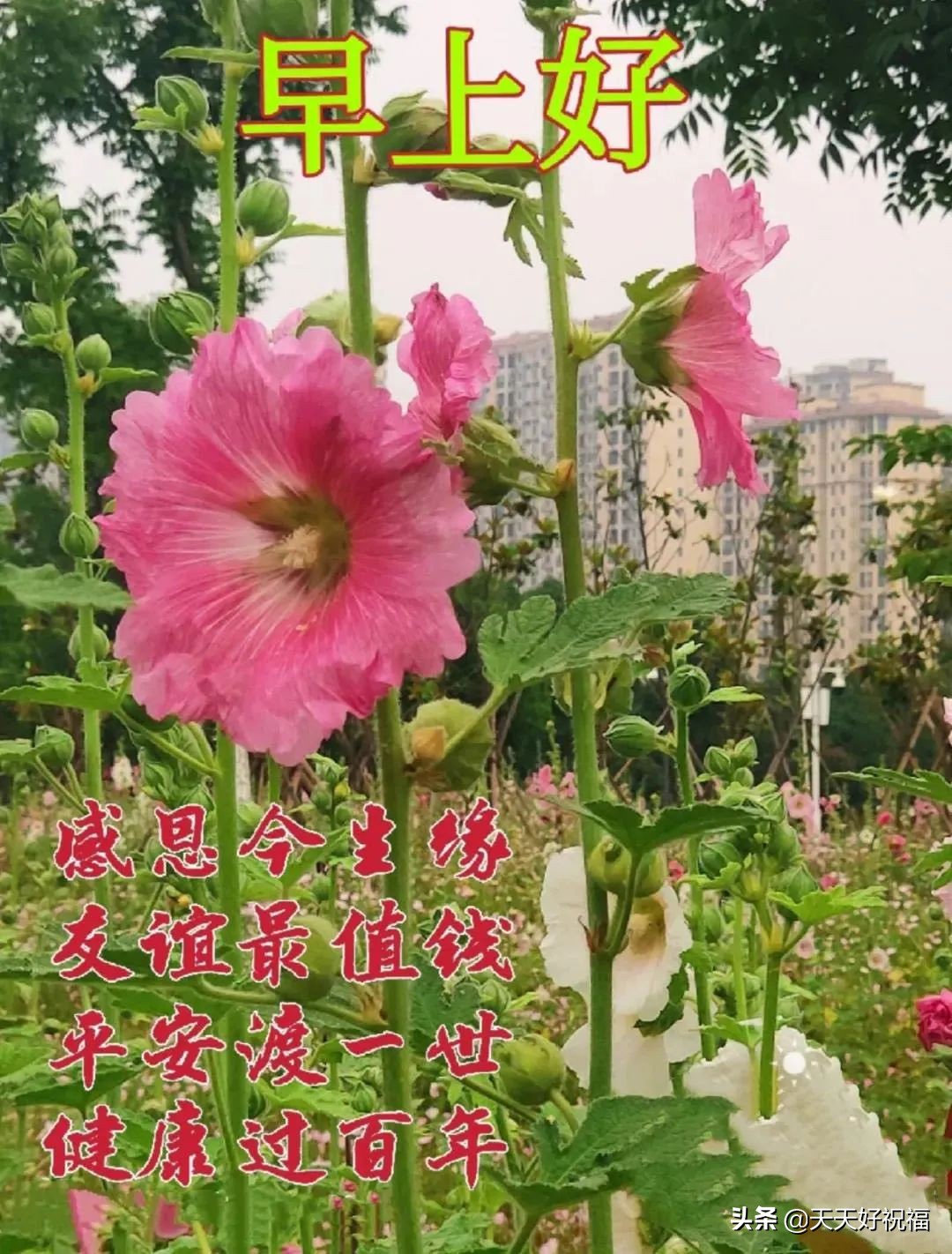 有创意的友情早上好图片带祝福语 温馨的大家早上好问候语图片精选