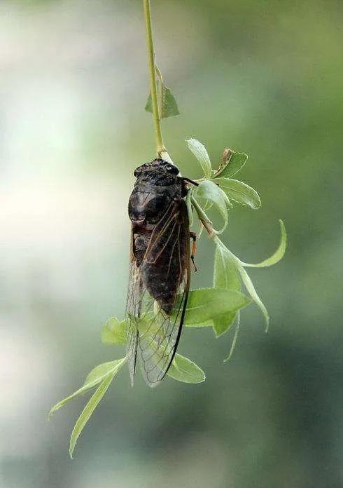 蝉的一生，对我们有什么启发