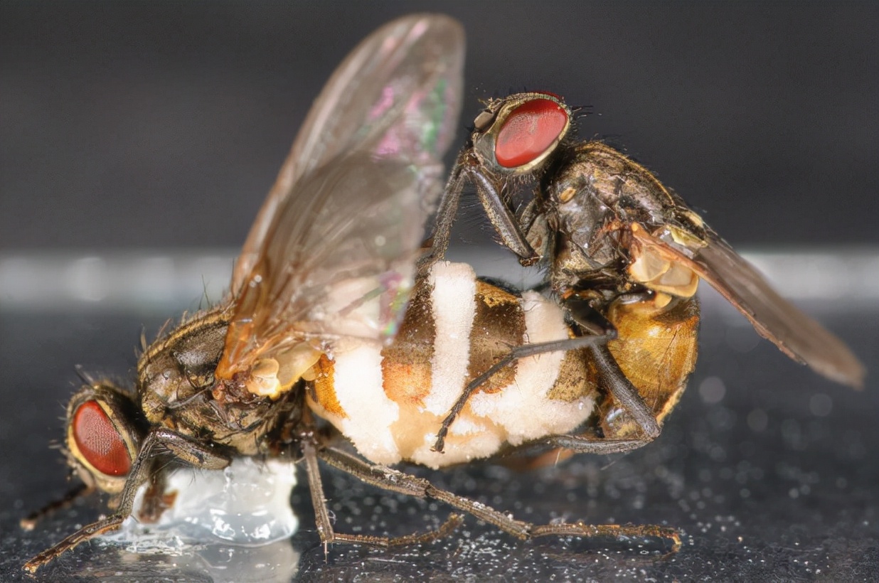 陷入疯狂的公苍蝇正在和母苍蝇尸体交配 | 参考文献[1]发情的公苍蝇没