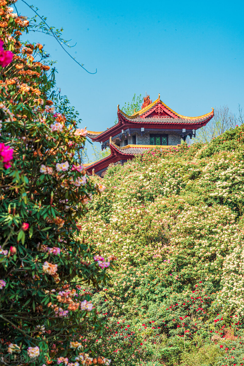 假如没有贵州，中国的春天就要凋零一半