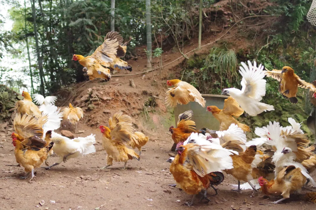 放弃深圳公司高薪，研究生返乡卖鸡，一年营收800万