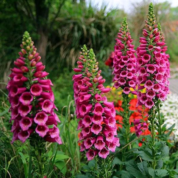 花朵美图｜温柔甜美的初吻、大丽花、耧斗菜花朵合集160张