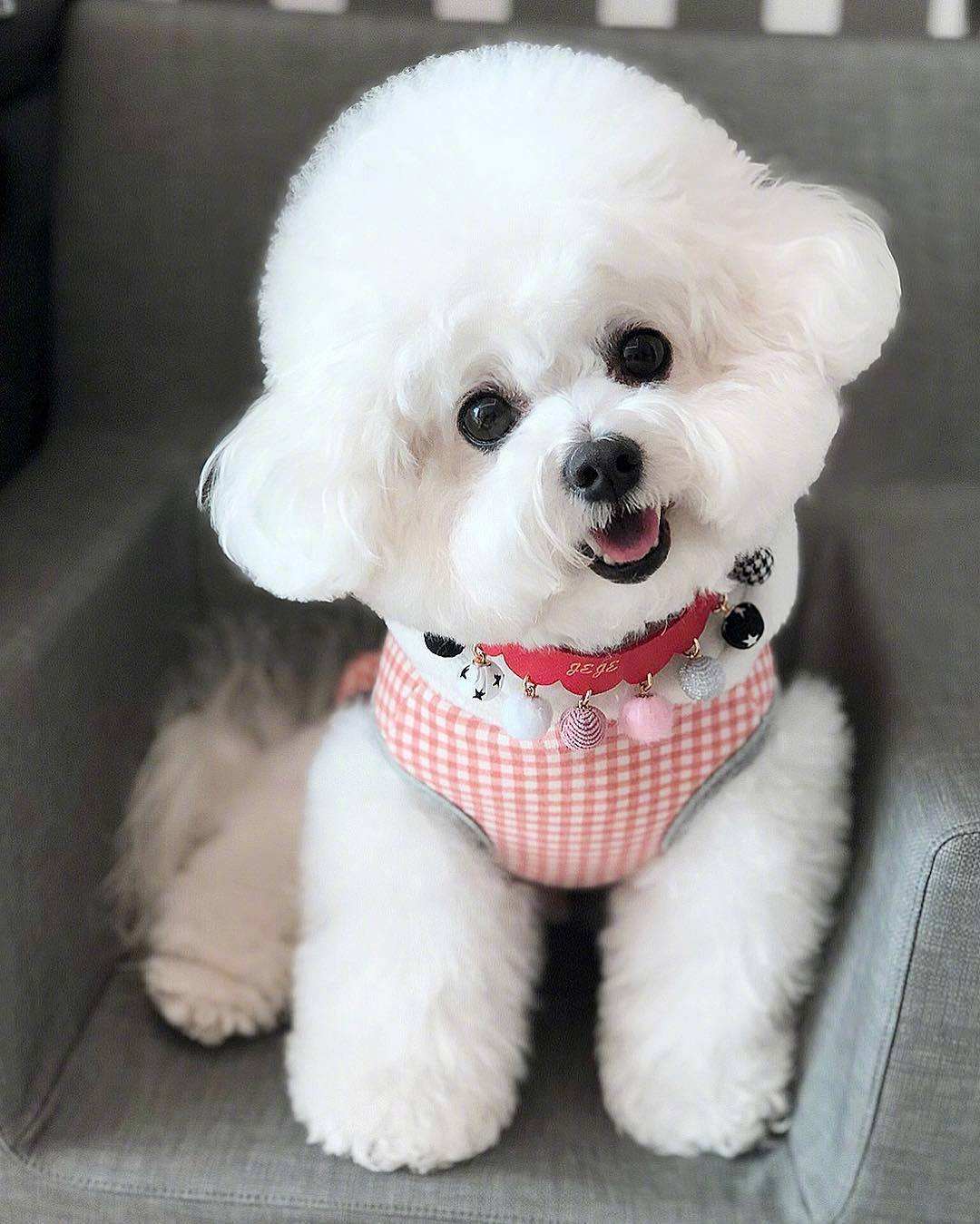 白泰迪和比熊的区别(比熊和泰迪的区别,十大特点帮你区分!